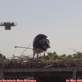 11_30-mast.jpg