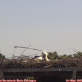 11_45-mast.jpg