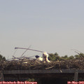 11_50-mast.jpg