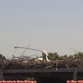 11_55-mast.jpg