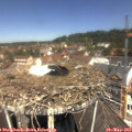 12_00-nest.jpg