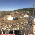 12_10-nest.jpg