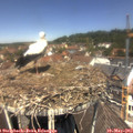 12_15-nest.jpg