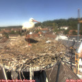 12_45-nest.jpg