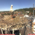 12_55-nest.jpg