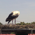 13_00-mast.jpg