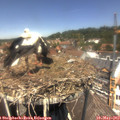 13_05-nest.jpg