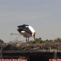 13_15-mast.jpg