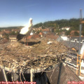 13_25-nest.jpg