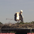 13_35-mast.jpg