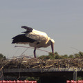 13_45-mast.jpg