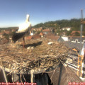 13_50-nest.jpg