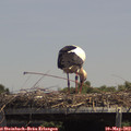 13_55-mast.jpg