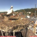 13_55-nest.jpg