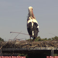 14_00-mast.jpg