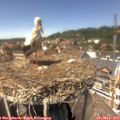 14_00-nest.jpg