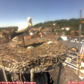14_15-nest.jpg