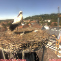 14_25-nest.jpg