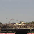 14_45-mast.jpg