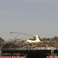 14_50-mast.jpg