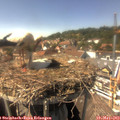 15_10-nest.jpg