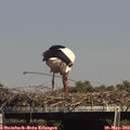 15_20-mast.jpg