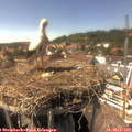 15_25-nest.jpg