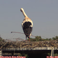 15_30-mast.jpg