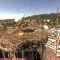 15_30-nest.jpg