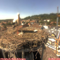 15_35-nest.jpg