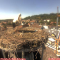 15_40-nest.jpg