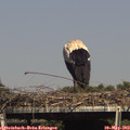 15_45-mast.jpg