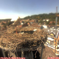 15_45-nest.jpg