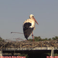 15_50-mast.jpg