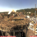 15_50-nest.jpg