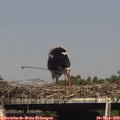 16_00-mast.jpg