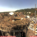 16_00-nest.jpg