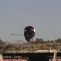 16_10-mast.jpg