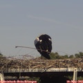 16_15-mast.jpg