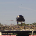 16_20-mast.jpg