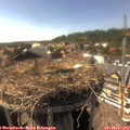 16_30-nest.jpg