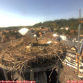 16_35-nest.jpg