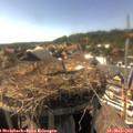 16_40-nest.jpg