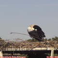 16_45-mast.jpg