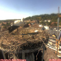 16_45-nest.jpg