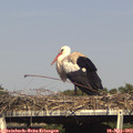 16_50-mast.jpg