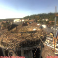 16_50-nest.jpg