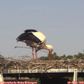 16_55-mast.jpg