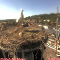 16_55-nest.jpg