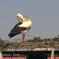17_00-mast.jpg